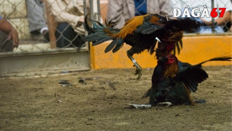 Cách chọn gà chọi hay qua ngoại hình