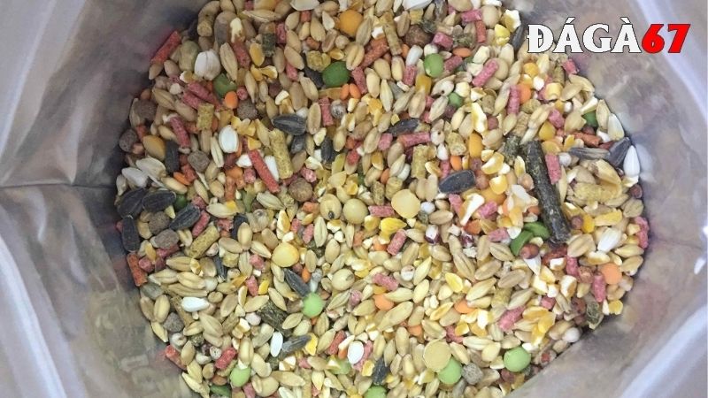 Cách sử dụng ngũ cốc cho gà đá đạt hiệu quả cao