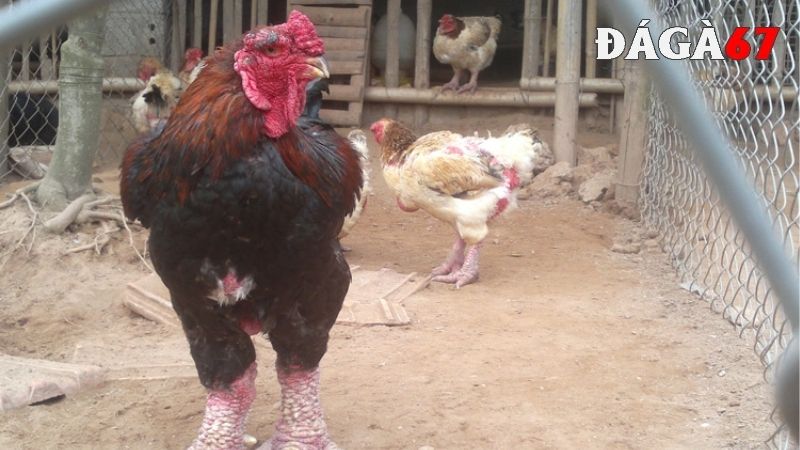 Chọn đúng gà Đông Tảo thuần chủng rất quan trọng