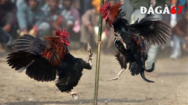 Chuyên gia dặn dò khi dùng thuốc tăng lực cho gà đá 