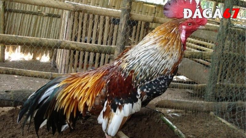 Hướng dẫn cách nuôi gà ngũ sắc