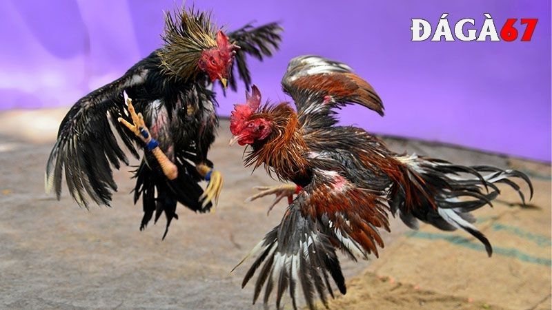 Phương pháp huấn luyện gà đá đòn hiệu quả