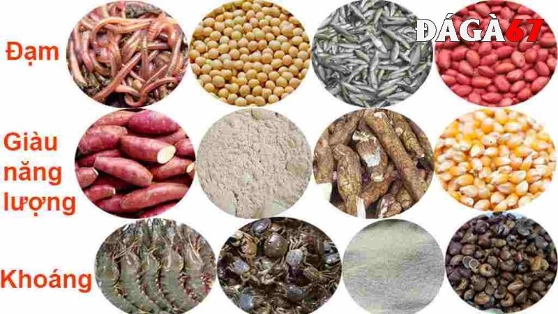 Thức ăn cho gà đá có vai trò thế nào?