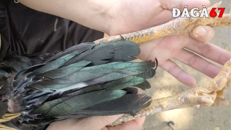 Xem vảy gà Cao Lãnh là yếu tố cần thiết