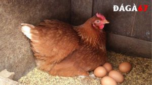 cách bảo quản trứng gà để ấp