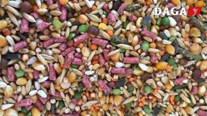 Ngũ cốc cho gà đá