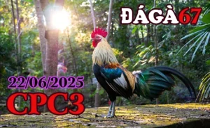 Video Clip Trực Tiếp Đá Gà Thomo C3 22/06/2025