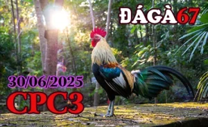 Full Clip Đá Gà Thomo 67 C3 Hôm Nay 30/06/2025