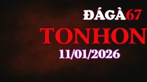 Xem Clip Đá Gà Trực Tiếp Tonhon Hôm Nay Chuẩn Nét